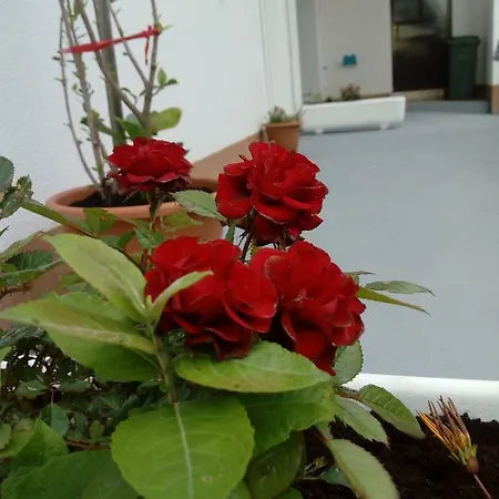 Apartment Radic *